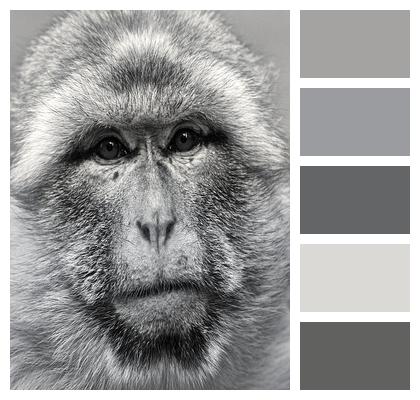 Barbary Macaque Ape Magot Image
